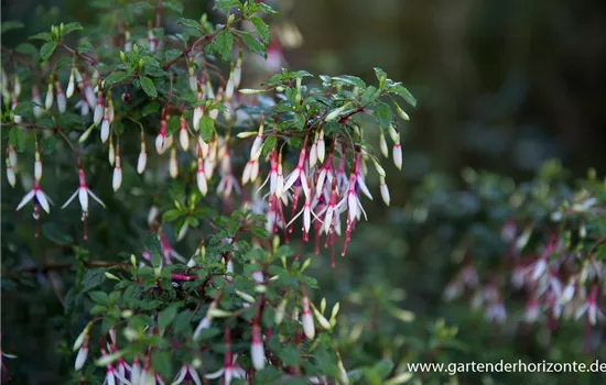 Garten-Fuchsie