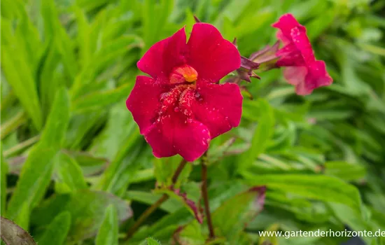 Garten-Gauklerblume 'Roter Kaiser'