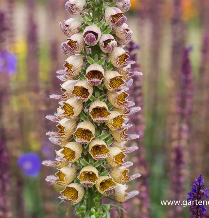 Digitalis ferruginea 'Gelber Herold'