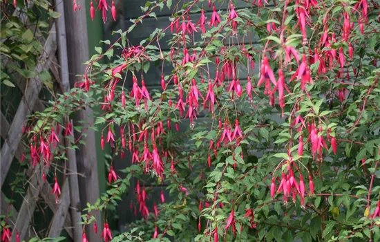 Garten-Fuchsie