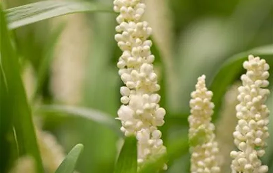 Garten-Glöckchentraube 'Monroe White'