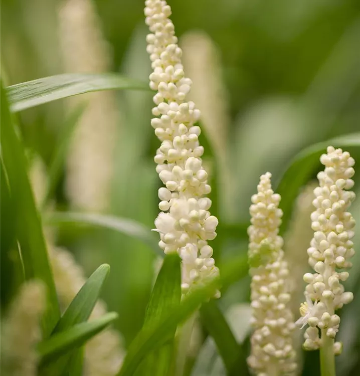 Liriope muscari 'Monroe White'