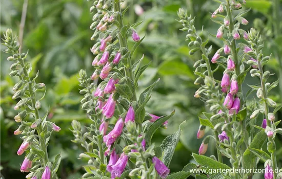 Garten-Fingerhut 'Gloxiniaeflora'