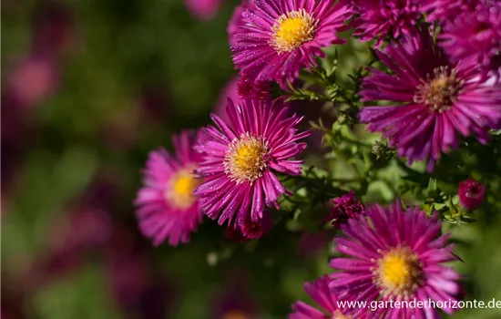 Garten-Glattblatt-Aster 'Crimson Brocade'