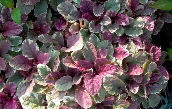 Garten-Günsel 'Burgundy Glow'