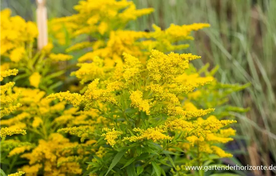 Garten-Goldrute 'Strahlenkrone'