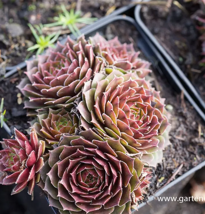 Sempervivum setilum