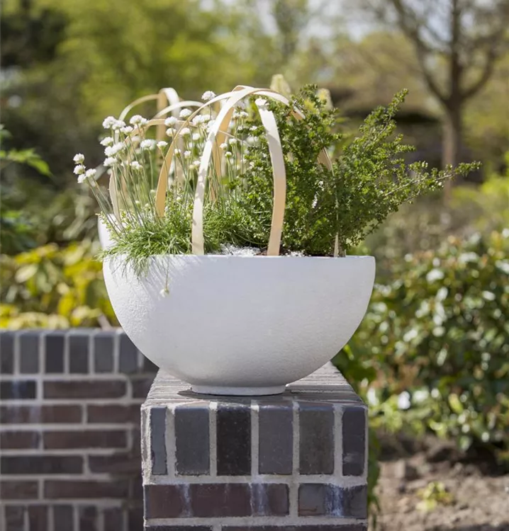 Armeria maritima 'Alba'