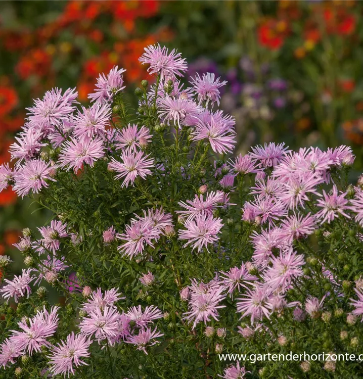 Aster novi-belgii 'Rosenquarz'