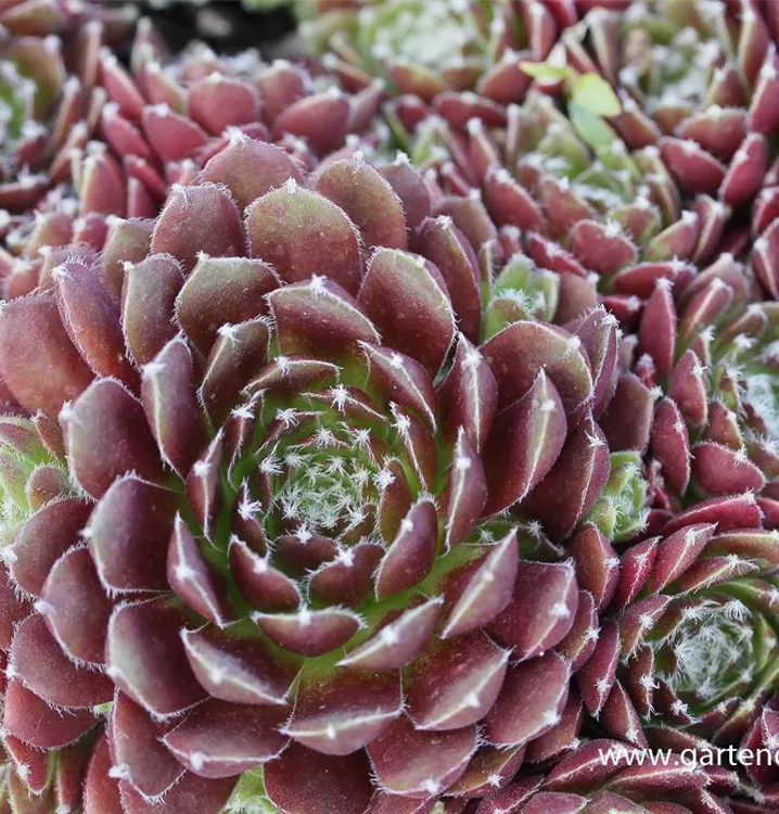 Sempervivum 'Red Papaver'