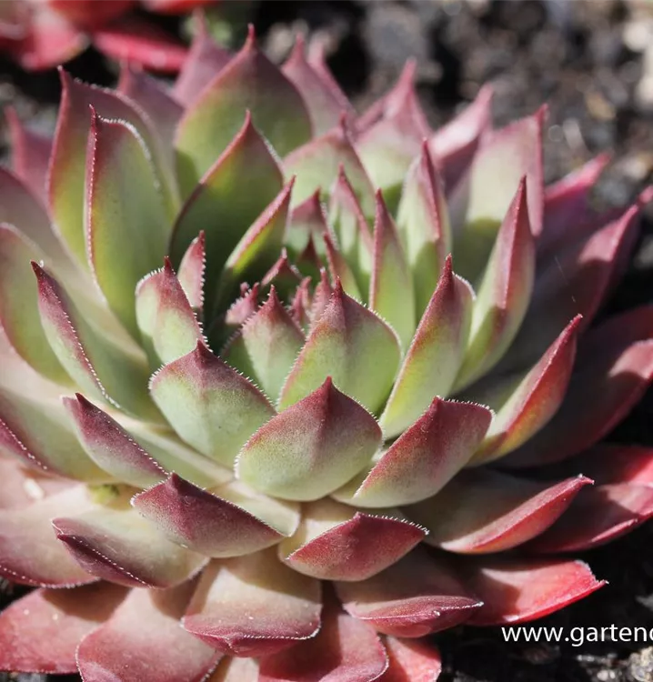 Sempervivum 'Blood Tip'