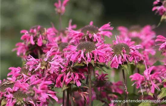 Garten-Indianernessel 'Marshall´s Delight'