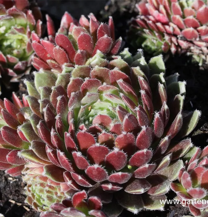 Sempervivum 'Hey Hey'