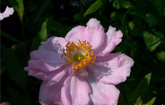 Garten-Herbst-Anemone 'Königin Charlotte'