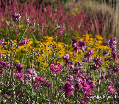 Garten-Herbst-Anemone 'Pamina'