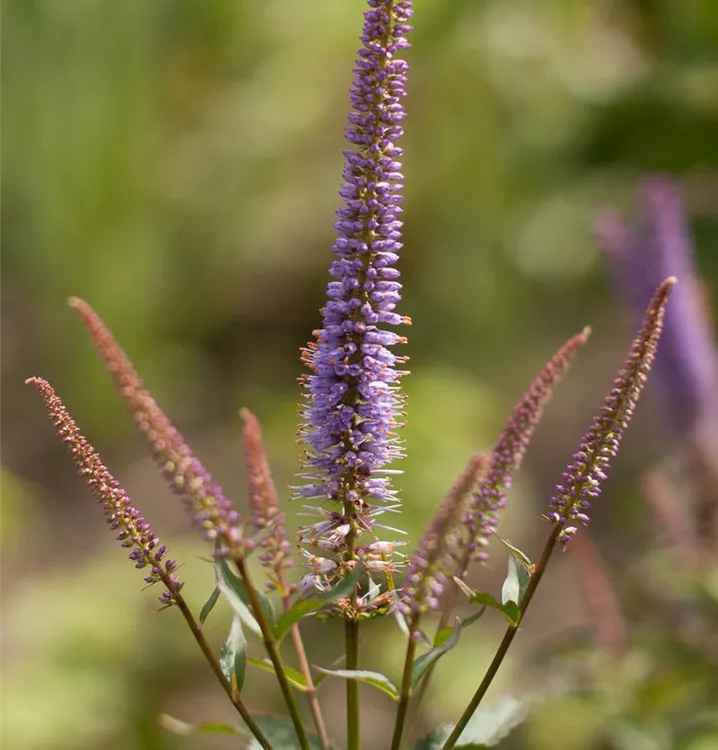 Veronicastrum virginicum 'Cupid'