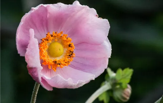 Garten-Herbst-Anemone 'September Charm'