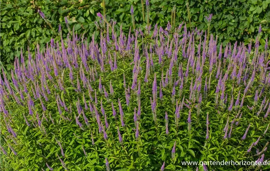 Garten-Kandelaberehrenpreis 'Fascination'