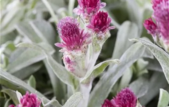 Garten-Katzenpfötchen 'Rubra'