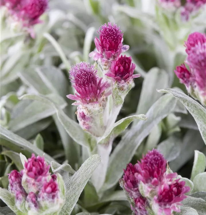 Antennaria dioica 'Rubra'