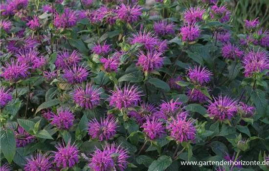 Garten-Indianernessel 'Blaustrumpf'