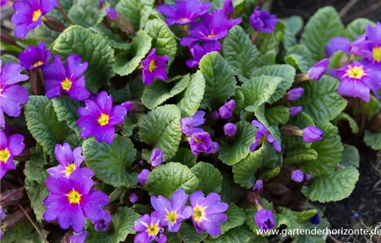 Garten-Kissen-Schlüsselblume 'Ostergruß'