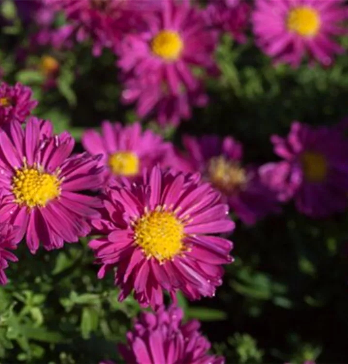 Aster dumosus 'Jenny'