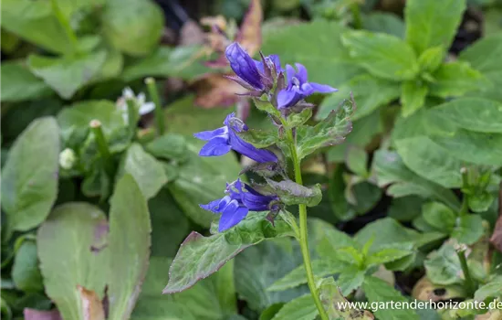 Garten-Lobelie 'Blaue Auslese'