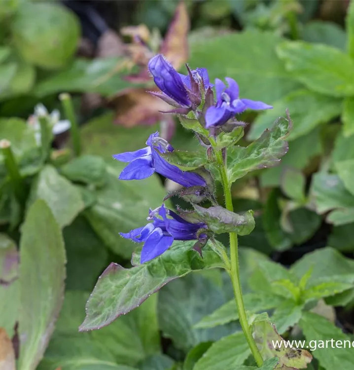 Lobelia siphilitica 'Blaue Auslese'