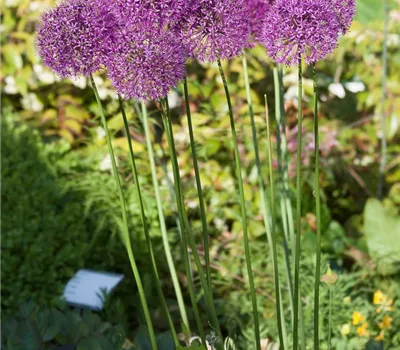 Garten-Kugel-Lauch 'Purple Sensation'