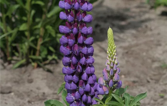 Garten-Lupine 'Camelot Blue®'