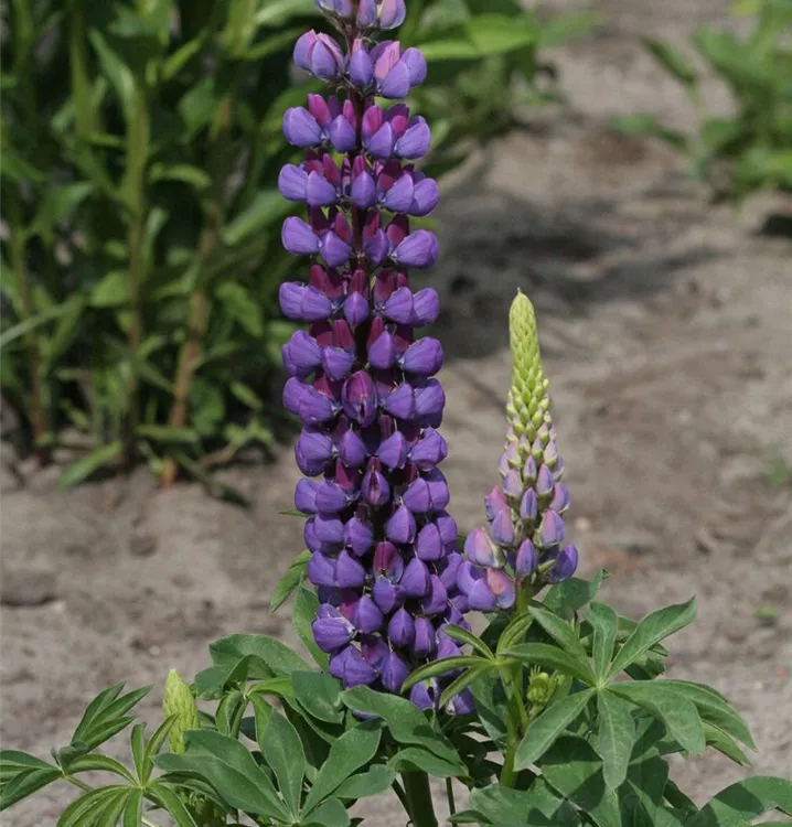 Lupinus polyphyllus 'Camelot Blue'®