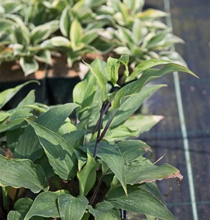 Hosta 'Red October'