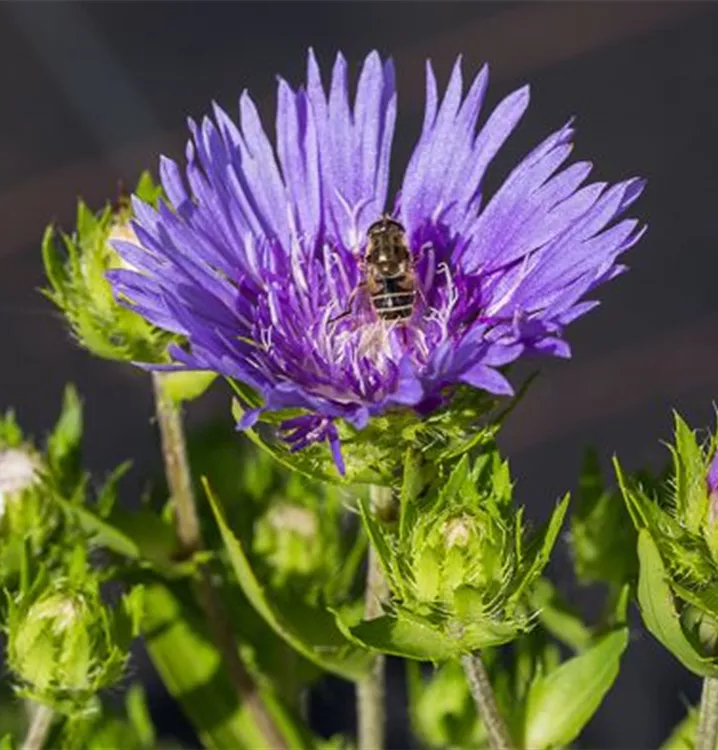 Stokesia laevis 'Klaus Jelitto'