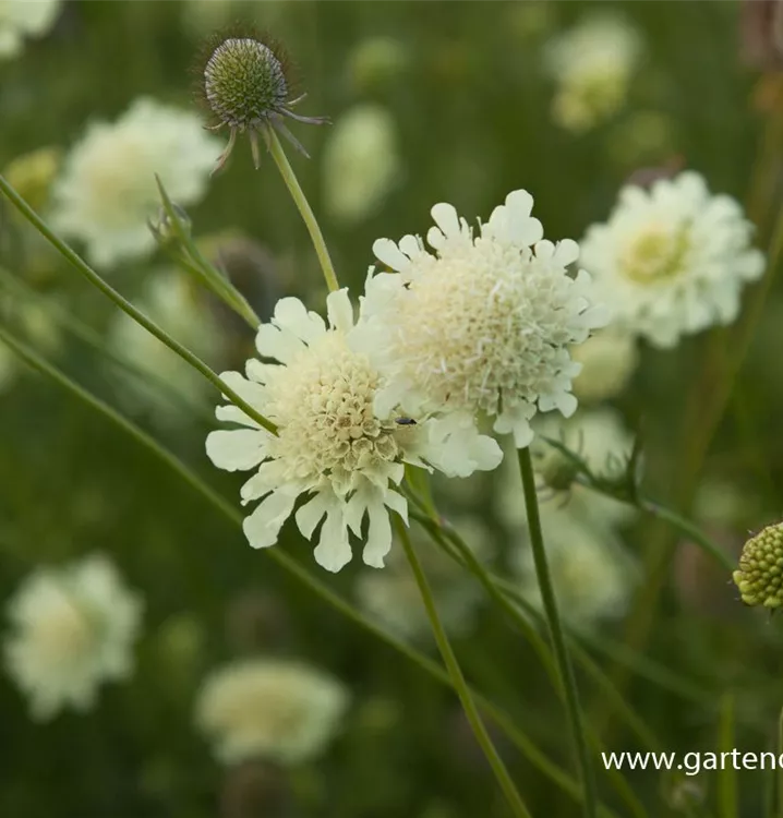 Scabiosa ochroleuca 'Moon Dance'