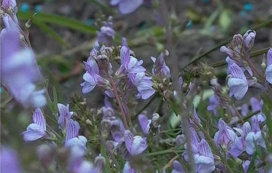 Garten-Leinkraut 'Antique Silver'