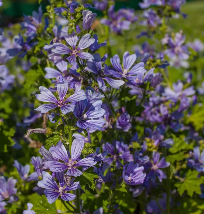 Malva sylvestris 'Marina'®