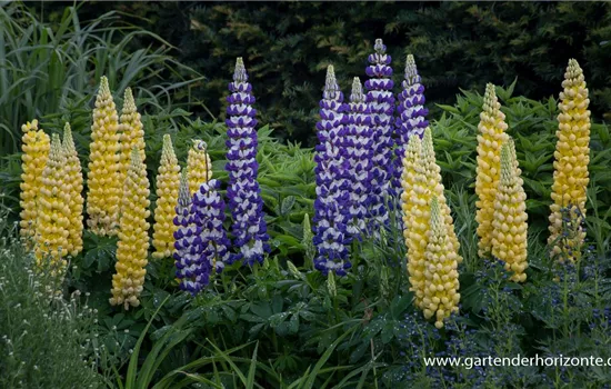 Garten-Lupine 'Desert Sun'®