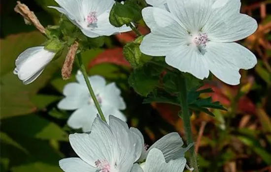 Garten-Moschus-Malve 'Alba'