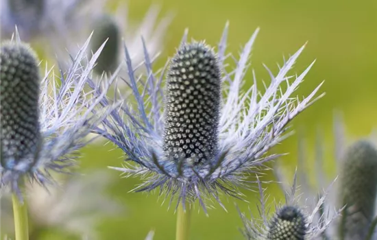 Garten-Mannstreu 'Blue Star'