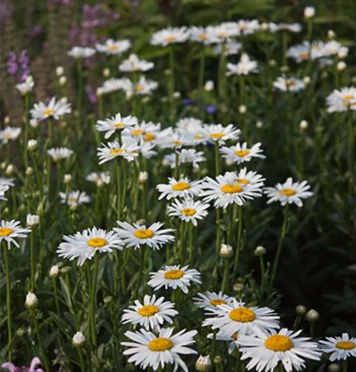 Leucanthemum x superbum 'Alaska'