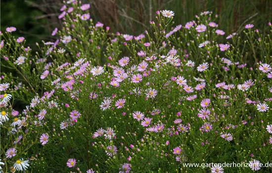 Garten-Myrten-Aster 'Esther'