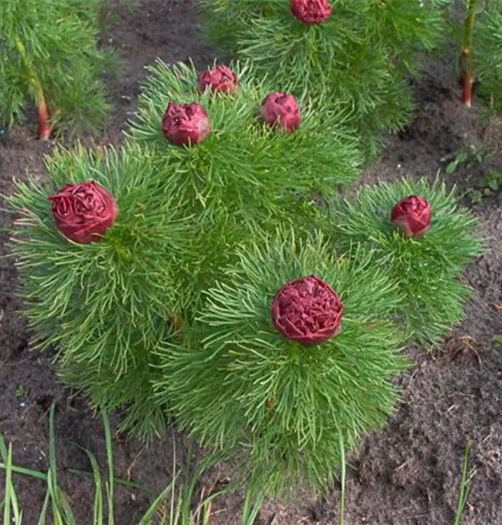 Paeonia tenuifolia 'Plena'