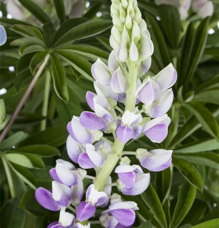 Lupinus polyphyllus 'Nanus Gallery Blue Shades'