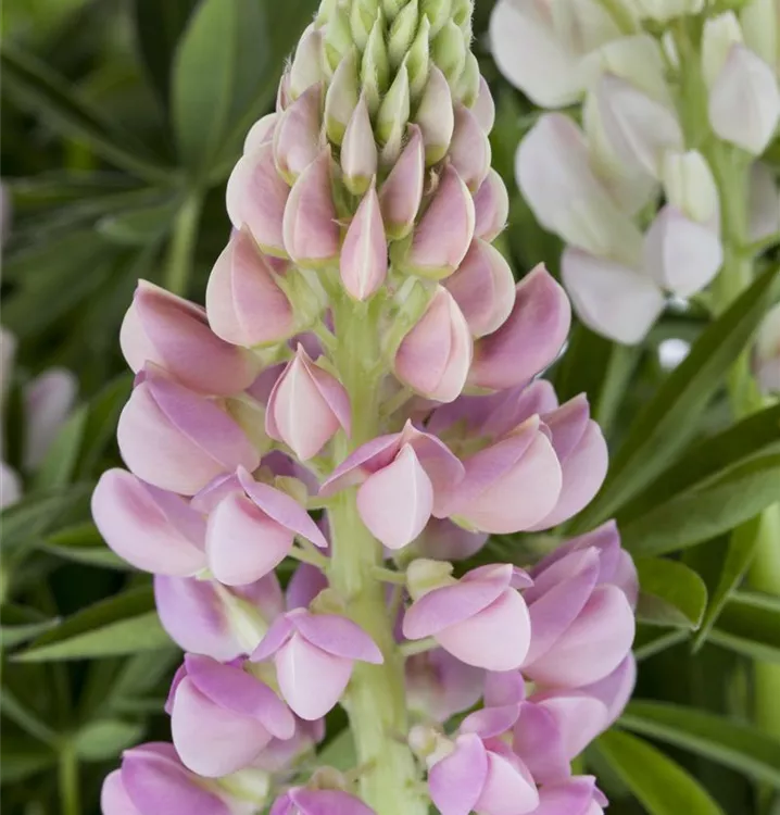 Lupinus polyphyllus 'Nanus Gallery Pink'