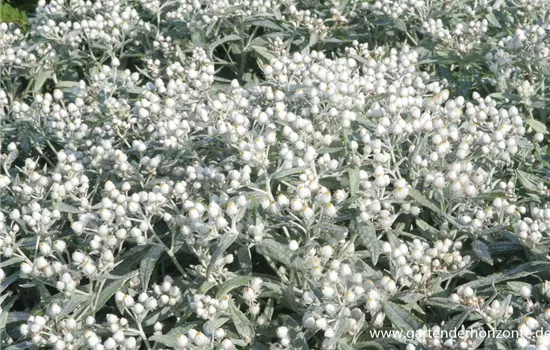 Garten-Perlkörbchen 'Sommerschnee'