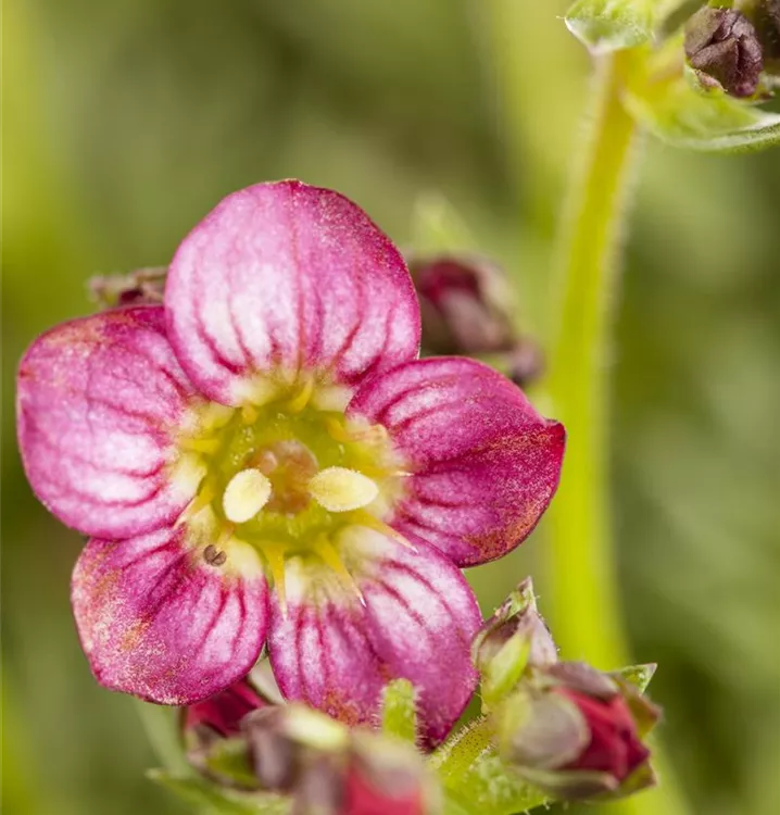 Saxifraga x arendsii 'Rosenzwerg'