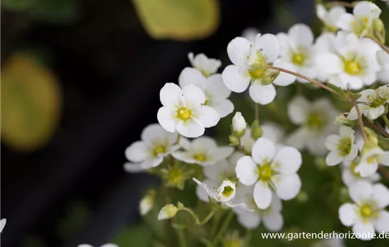 Garten-Moos-Steinbrech 'Schneeteppich'