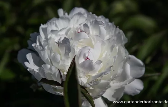 Garten-Pfingstrose 'Festiva Maxima'