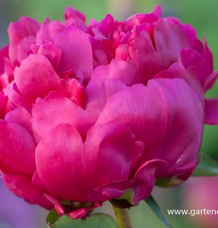 Paeonia lactiflora 'General Mac Mahon'